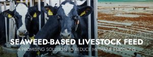 Read more about the article Seaweed-Based Livestock Feed: A Promising Solution to Reduce Methane Emissions